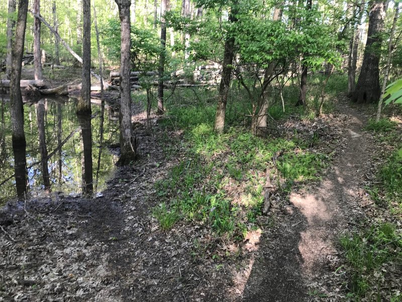 Lock 4 trail - Some sections hold water after heavy rains, but there are trails that navigate around them, like this one on the right. All in all, this trail drains pretty well.
