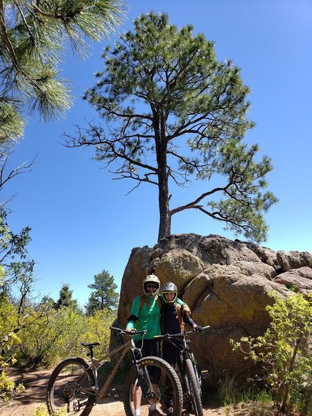 The world's most determined tree