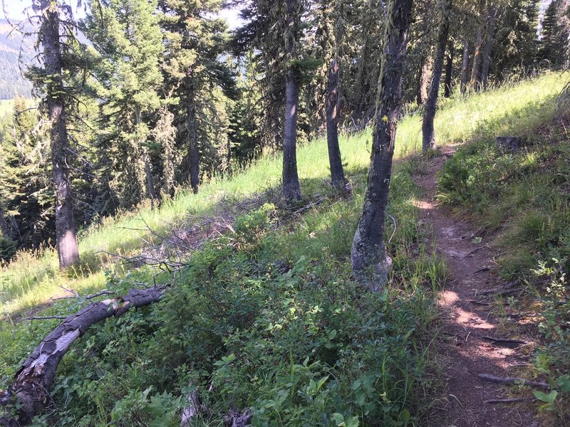 higher up bits of the trail before the steeper descents