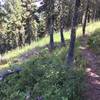 higher up bits of the trail before the steeper descents