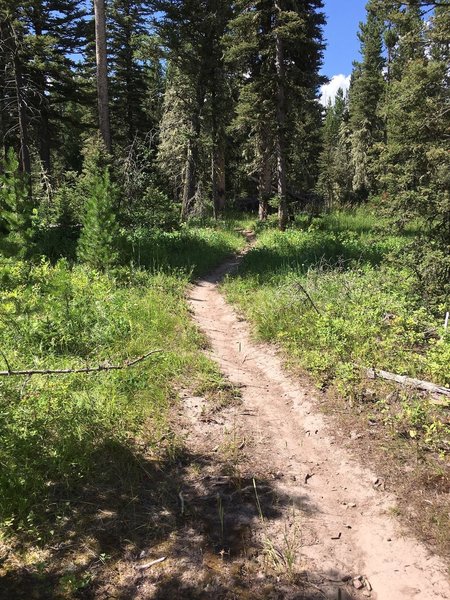 more singletrack climb