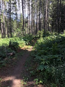 there's a lot of this on this trail. some steeper, some more flowy, but all kind of similar to this.