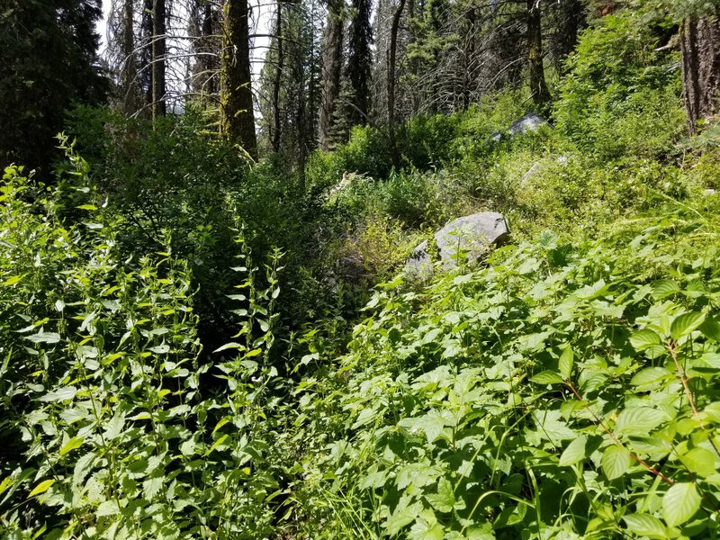 What the trail turns into past the Onion Valley junction (coming from Deadwood Reservoir), as of August 2019.