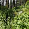 What the trail turns into past the Onion Valley junction (coming from Deadwood Reservoir), as of August 2019.