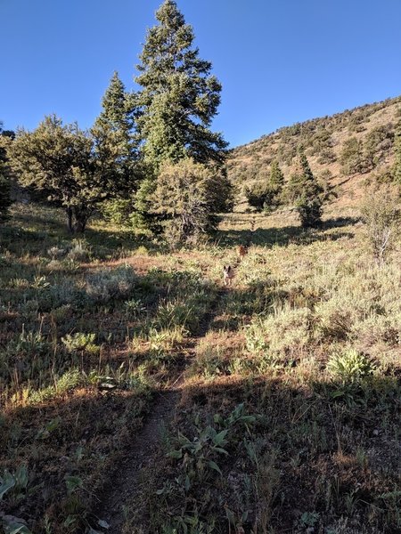 Looking back uphill at some of the loamy goodness