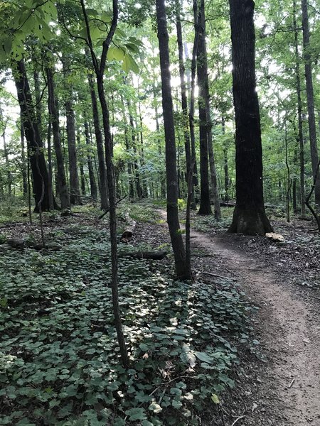 Down the back end of the trail