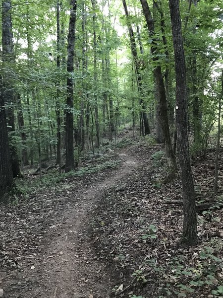 Long straight running parallel to a power line clearing.