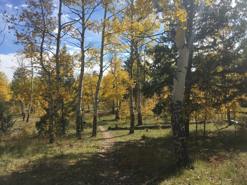 Many, many aspens along this beautiful trail!