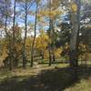 Many, many aspens along this beautiful trail!