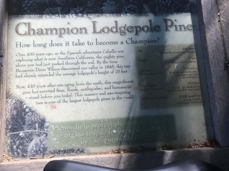 Champion placard