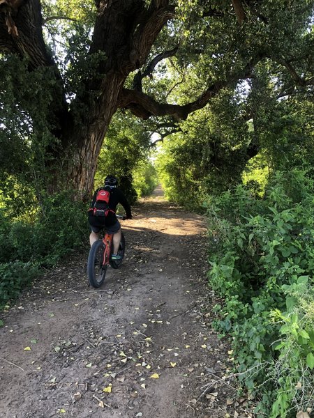 Fat bike