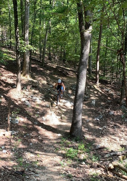 Fun steep hill littered with some roots