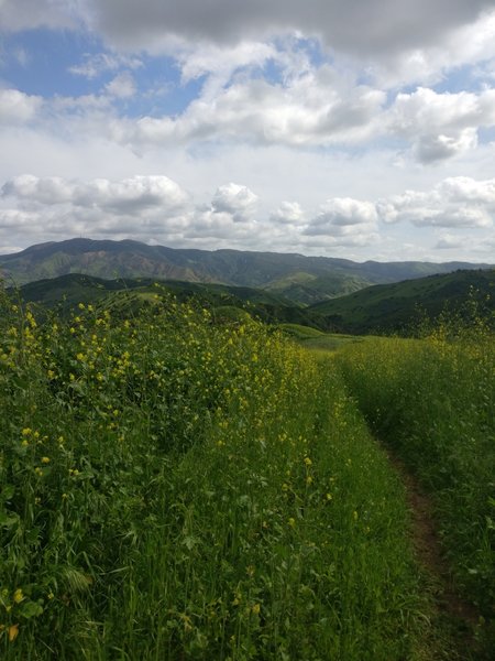 The trail got a little overgrown in the spring.