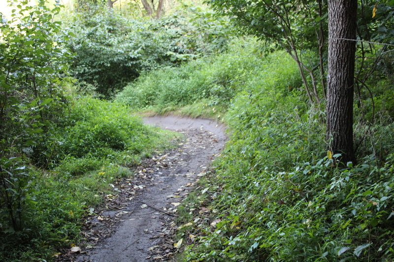 Third berm in contour line section. This area is a popular deer habitat, so you'll want to be alert, especially if undergrowth is dense.