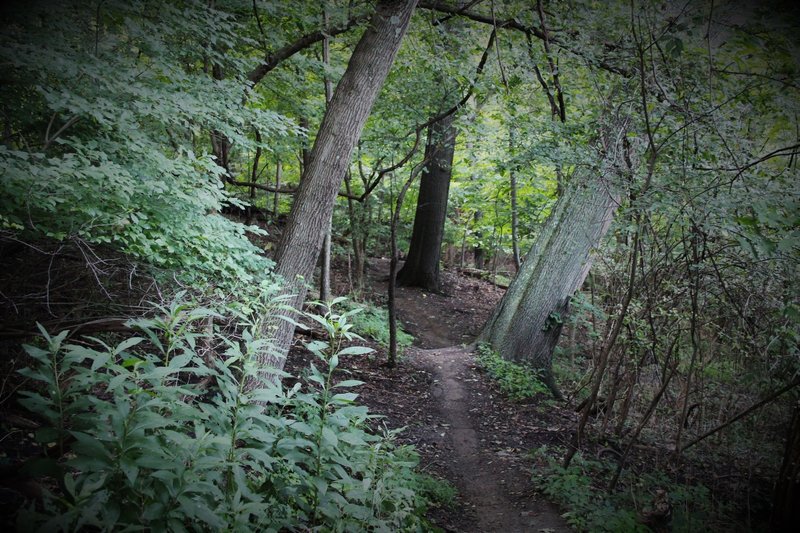 This photo is not rotated. Roots piled high with dirt provide nice, rollable jumps. Many big trees are leaning through the lower section of Iron Gate, some have fallen and demand trail reroutes (good reason to tread lightly, only on trail).