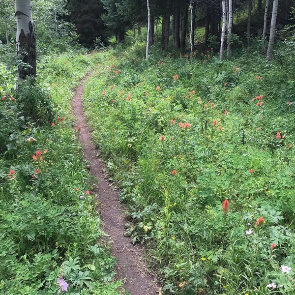 Scenic backcountry feel on this ride!