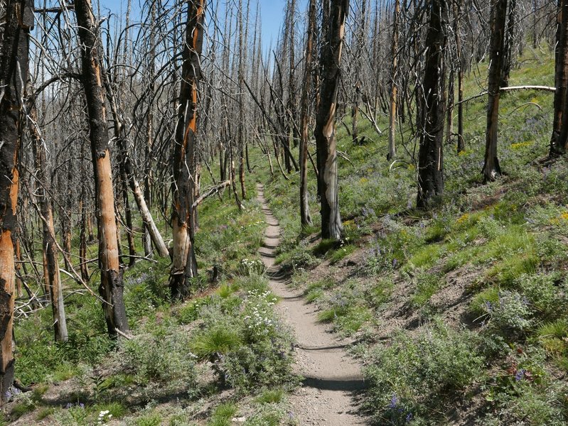 Lots of burned out forests along the ride.