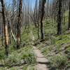 Lots of burned out forests along the ride.