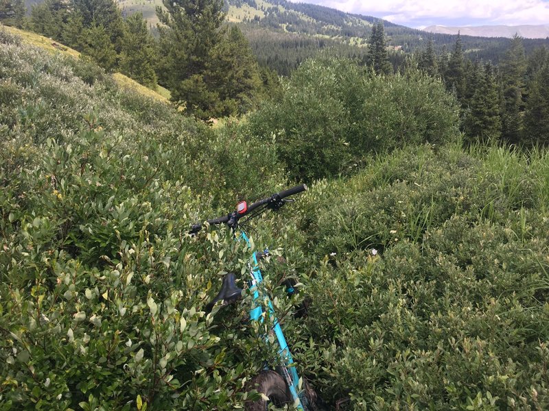 Wilder Gulch Trail, seriously.