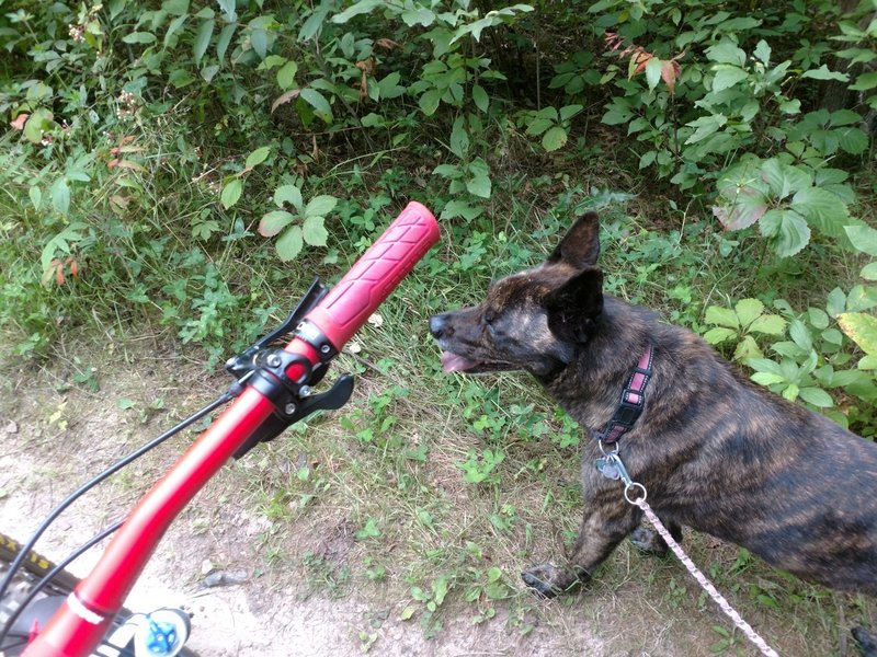 Great day for a ride at Salem Hills with my furry friend.