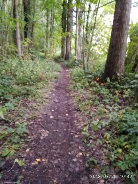 Trail in wood