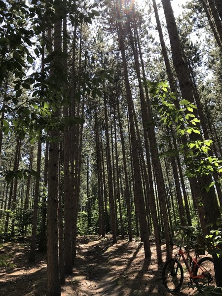 First section of trail between Kipp Road and Brutus Roa.