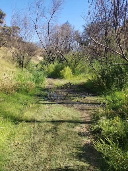 Las Virgenes Canyon year round spring