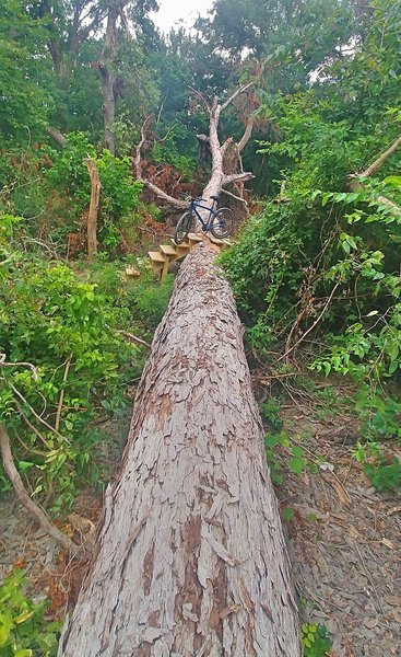 Fallen tree stretched over the Purple & Black Trails