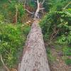 Fallen tree stretched over the Purple & Black Trails