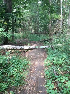 Tree on track for jump