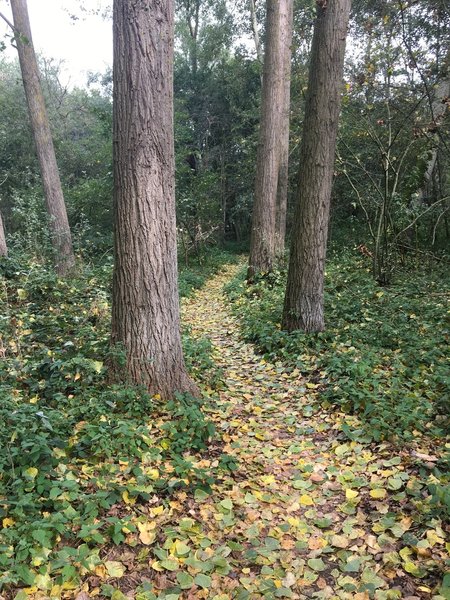 Easy singletracks in the wood