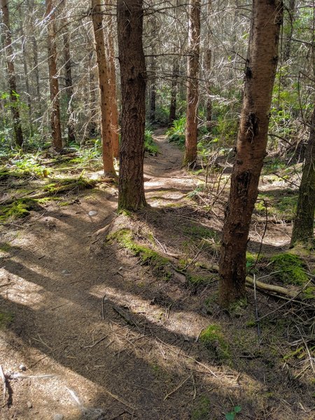 Cut-off has a great feeling of old moss-covered forest.