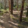 Cut-off has a great feeling of old moss-covered forest.