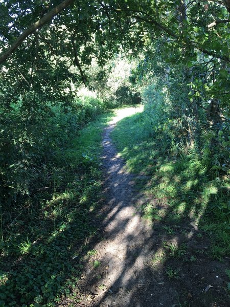 Lake trail