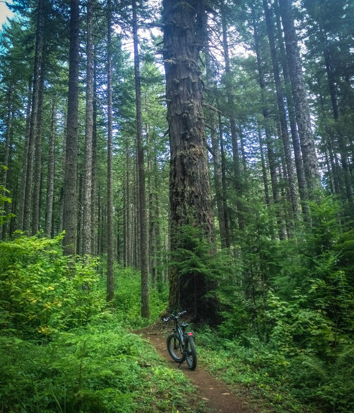 Classic smooth Oregon Forest singletrack