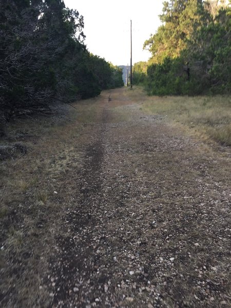 Gentle downhill along power pole road