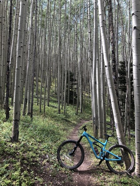 Beautiful aspen (Populus tremuloides) grove