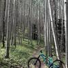 Beautiful aspen (Populus tremuloides) grove