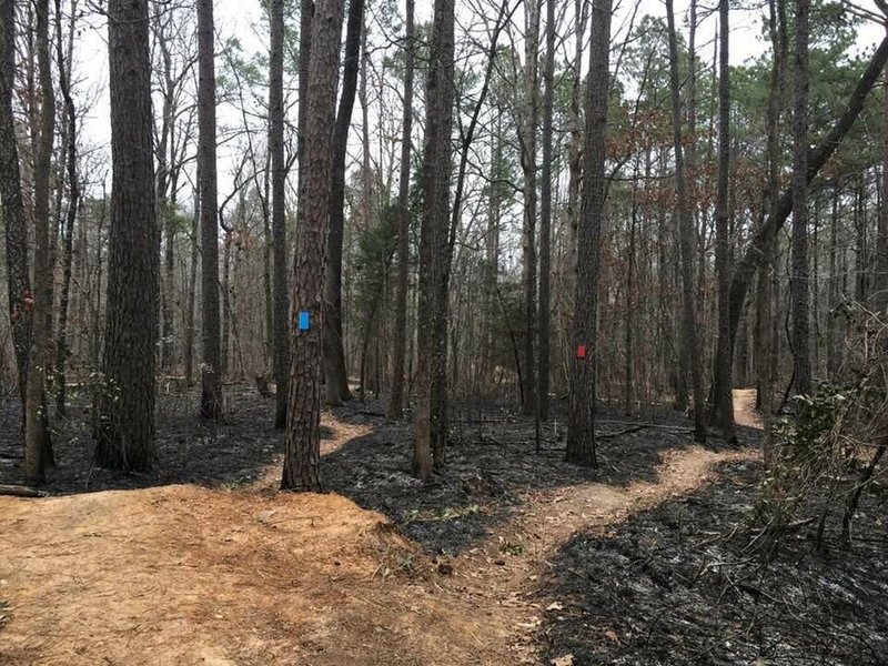 A few days after the controlled burn.