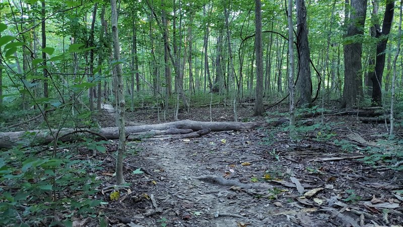 Just a little bump on the trail.