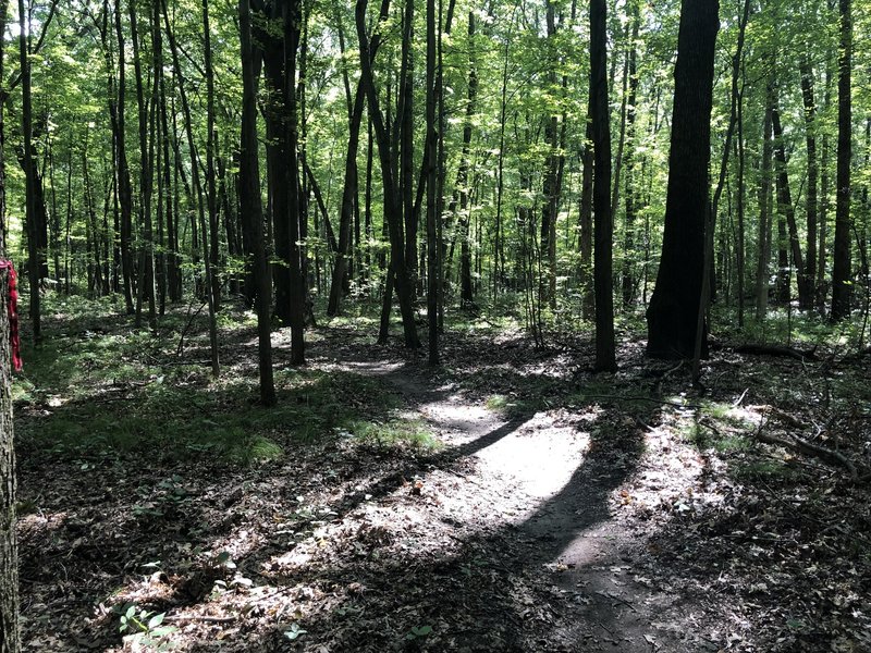 Singletrack, mostly firm but some loose terrain.