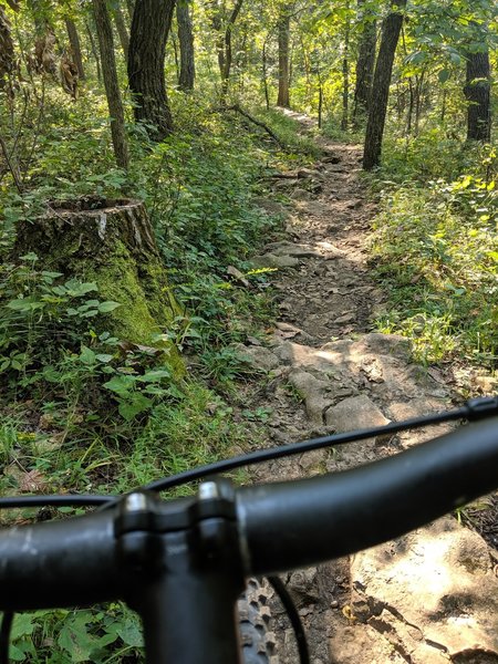 No shocks and a single speed MTB made for lots of fun on the roots and rocks. I really had to focus and put my newbie skills to the test.