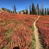 A trail for mountain bicycling.