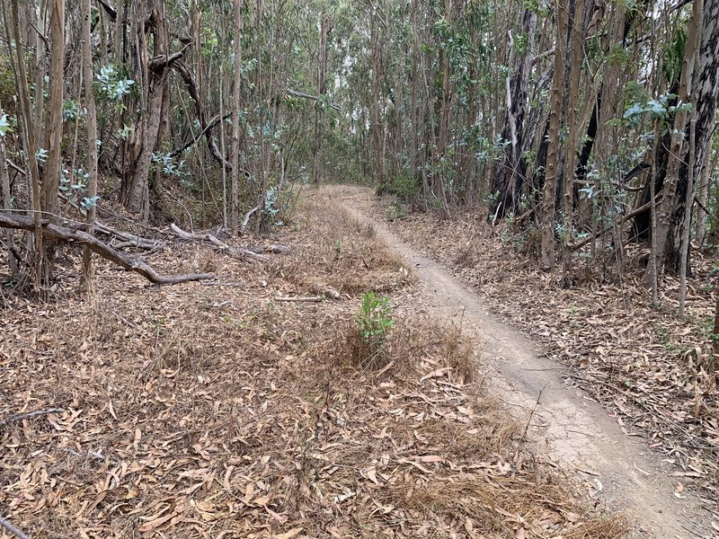 Fast fun downhill through eucalyptus grove.