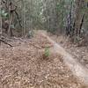 Fast fun downhill through eucalyptus grove.