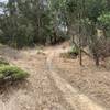 Singletrack on Old Ranch Road Trail.