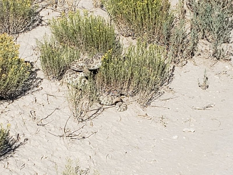 Came across what I think is a Western Rattlesnake on September 8, 2019. Riding southbound on Outer Limits trail about 0.5 miles from Pronghorn Trail. Awesome, if not unhappy, snake.