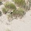 Came across what I think is a Western Rattlesnake on September 8, 2019. Riding southbound on Outer Limits trail about 0.5 miles from Pronghorn Trail. Awesome, if not unhappy, snake.