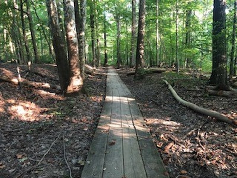 Raised wooden trail.