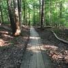 Raised wooden trail.